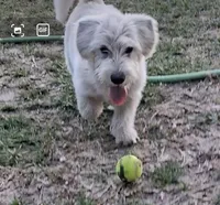Wild, a male Glen of Imaal Terrier and Coton de Tulear for sale in Wilmington, NC – 6 of 7