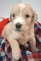GIANT DOODLE F1BB Backcross , a female Saint Berdoodle for sale in Wilmington, NC – 2 of 3