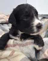 GIANT DOODLE F1BB Backcross , a female Saint Berdoodle for sale in Wilmington, NC – 2 of 4