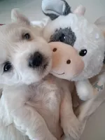 Archie , a male Coton de Tulear for sale in Wilmington, NC – 2 of 2