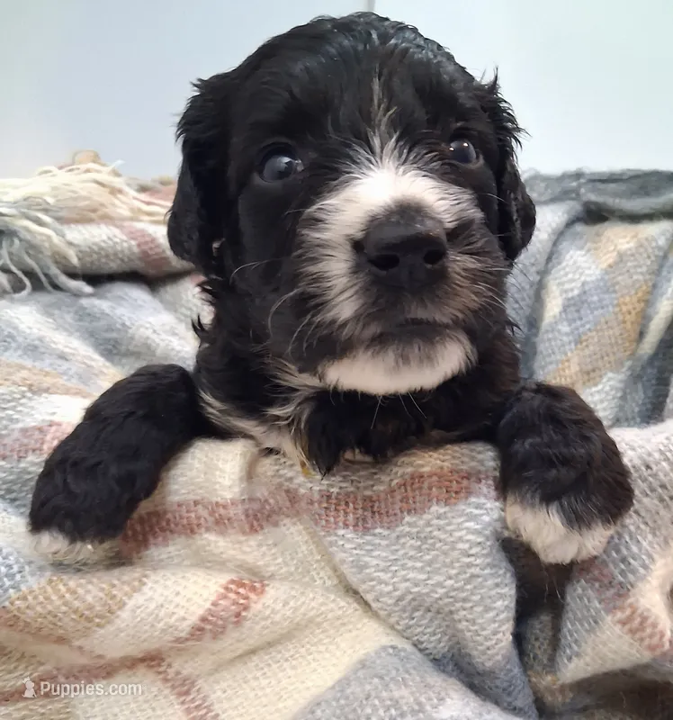GIANT DOODLE F1BB Backcross  – Saint Berdoodle puppy for sale in Wilmington, NC