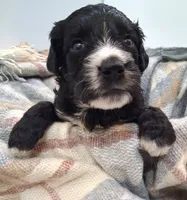 GIANT DOODLE F1BB Backcross , a female Saint Berdoodle for sale in Wilmington, NC – 1 of 4