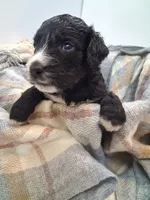 GIANT DOODLE F1BB Backcross , a female Saint Berdoodle for sale in Wilmington, NC – 3 of 4