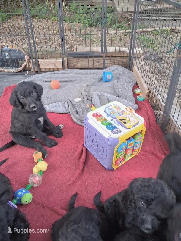 Sweet girl! – Labrador Retriever, Poodle - Standard  puppy for sale in Wilmington, NC