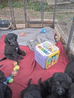 Sweet girl!, a female Labrador Retriever and Poodle - Standard  for sale in Wilmington, NC – 1 of 4
