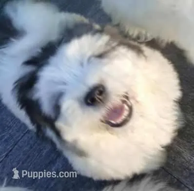 Serious – Glen of Imaal Terrier, Coton de Tulear puppy for sale in Wilmington, NC