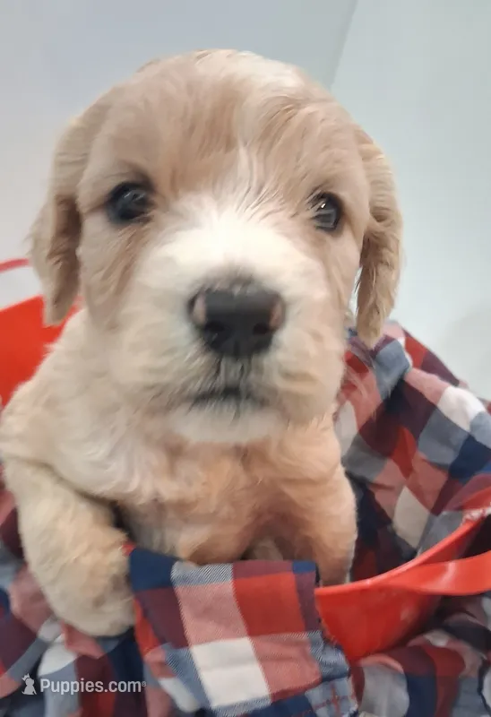 GIANT DOODLE F1BB Backcross  – Saint Berdoodle puppy for sale in Wilmington, NC