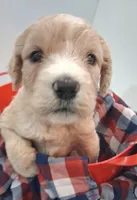 GIANT DOODLE F1BB Backcross , a female Saint Berdoodle for sale in Wilmington, NC – 1 of 3