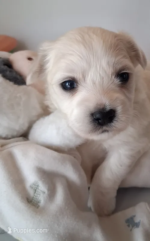 Archie  – Coton de Tulear puppy for sale in Wilmington, NC