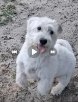 Wild, a male Glen of Imaal Terrier and Coton de Tulear for sale in Wilmington, NC – 7 of 7