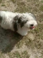 Serious, a male Glen of Imaal Terrier and Coton de Tulear for sale in Wilmington, NC – 6 of 6