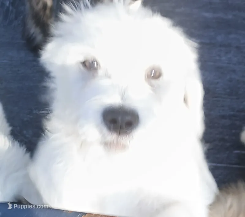 Buzz – Glen of Imaal Terrier, Coton de Tulear puppy for sale in Wilmington, NC