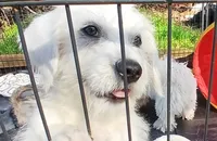 Buzz, a male Glen of Imaal Terrier and Coton de Tulear for sale in Wilmington, NC – 2 of 2