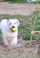 Wild, a male Glen of Imaal Terrier and Coton de Tulear for sale in Wilmington, NC – 4 of 7