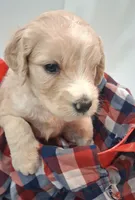 GIANT DOODLE F1BB Backcross , a female Saint Berdoodle for sale in Wilmington, NC – 3 of 3