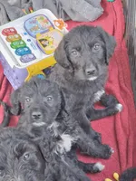 Sweet girl!, a female Labrador Retriever and Poodle - Standard  for sale in Wilmington, NC – 3 of 4
