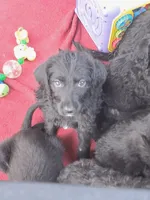 Sweet girl!, a female Labrador Retriever and Poodle - Standard  for sale in Wilmington, NC – 2 of 4