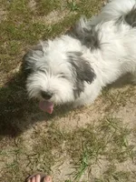Serious, a male Glen of Imaal Terrier and Coton de Tulear for sale in Wilmington, NC – 5 of 6