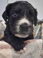 GIANT DOODLE F1BB Backcross , a female Saint Berdoodle for sale in Wilmington, NC – 4 of 4