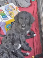 Sweet girl!, a female Labrador Retriever and Poodle - Standard  for sale in Wilmington, NC – 4 of 4