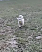 Wild, a male Glen of Imaal Terrier and Coton de Tulear for sale in Wilmington, NC – 1 of 7