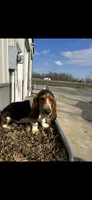 Puppy 2, a male Basset Hound for sale in Effingham, IL – 4 of 7