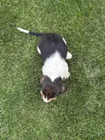 Puppy 1, a male Basset Hound for sale in Effingham, IL – 7 of 7