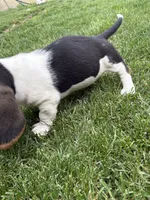Puppy 1, a male Basset Hound for sale in Effingham, IL – 2 of 7