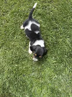 Puppy 3, a male Basset Hound for sale in Effingham, IL – 2 of 4