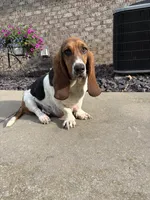 Puppy 3, a male Basset Hound for sale in Effingham, IL – 4 of 4