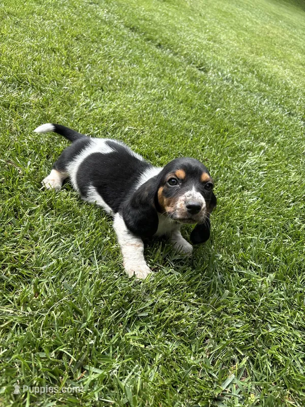 Puppy 3 – Basset Hound puppy for sale in Effingham, IL