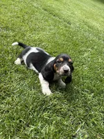 Puppy 3, a male Basset Hound for sale in Effingham, IL – 1 of 4