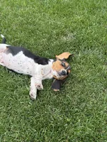 Puppy 2, a male Basset Hound for sale in Effingham, IL – 6 of 7