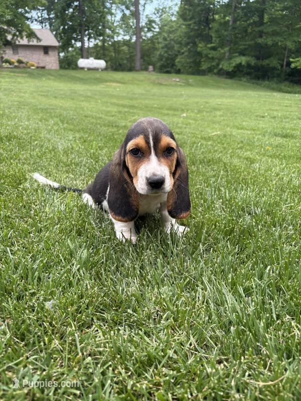Puppy 1 – Basset Hound puppy for sale in Effingham, IL