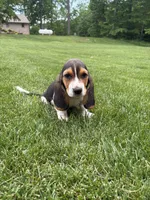 Puppy 1, a male Basset Hound for sale in Effingham, IL – 1 of 7