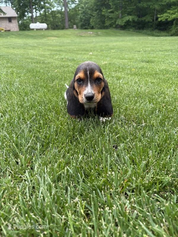 Puppy 2 – Basset Hound puppy for sale in Effingham, IL
