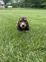 Puppy 2, a male Basset Hound for sale in Effingham, IL – 1 of 7