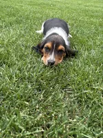 Puppy 2, a male Basset Hound for sale in Effingham, IL – 3 of 7