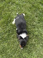 Puppy 4, a male Basset Hound for sale in Effingham, IL – 5 of 5