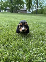 Puppy 4, a male Basset Hound for sale in Effingham, IL – 2 of 5