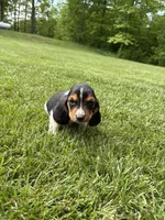 Puppy 4, a male Basset Hound for sale in Effingham, IL – 4 of 5