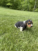 Puppy 4, a male Basset Hound for sale in Effingham, IL – 1 of 5