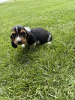 Puppy 4, a male Basset Hound for sale in Effingham, IL – 3 of 5