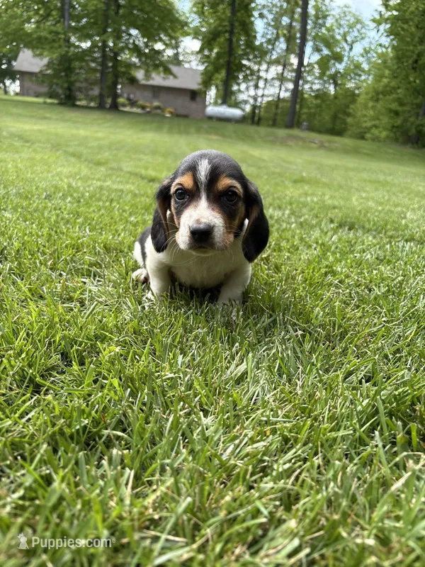 Puppy 5 – Basset Hound puppy for sale in Effingham, IL