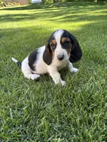 Female 1, a female Basset Hound for sale in Effingham, IL – 2 of 7