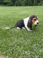 Puppy 1, a male Basset Hound for sale in Effingham, IL – 3 of 7