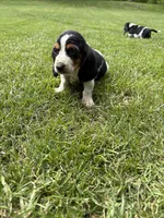 Puppy 5, a male Basset Hound for sale in Effingham, IL – 2 of 7