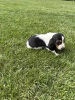 Puppy 5, a male Basset Hound for sale in Effingham, IL – 3 of 7