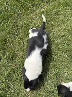 Puppy 5, a male Basset Hound for sale in Effingham, IL – 5 of 7