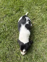 Puppy 5, a male Basset Hound for sale in Effingham, IL – 4 of 7